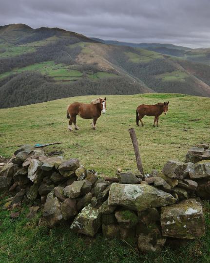 caballos en cantabria