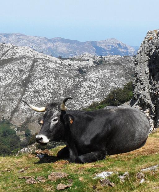 tudanca en cantabria